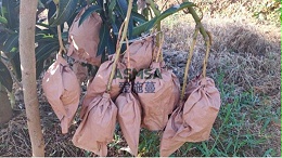 芒果施肥全攻略：产量高的秘诀