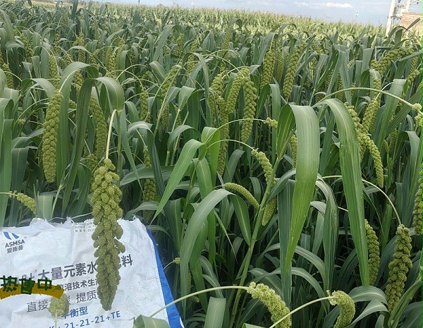谷子施肥-蔓叶大量元素水溶肥