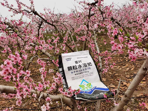 桃树施肥-蔓叶颗粒水溶菌肥