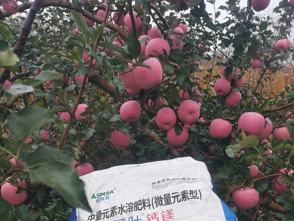 苹果施肥-蔓叶钙镁肥