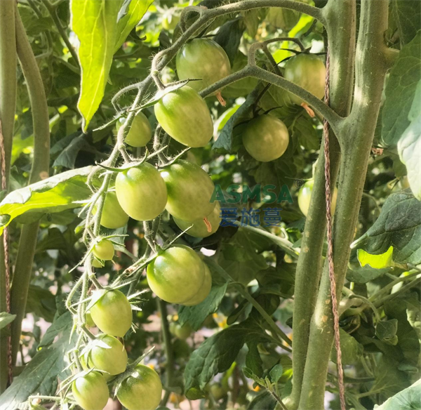 西红柿种植-爱施蔓蔓叶微生物菌剂