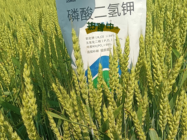 小麦施肥-蔓叶磷酸二氢钾