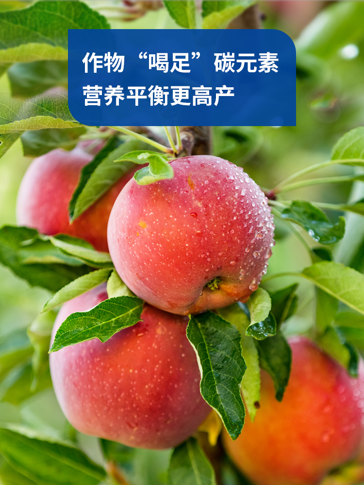 爱施蔓掌握荷兰研发技术