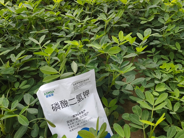 花生施肥-蔓叶磷酸二氢钾