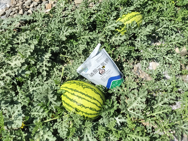 西瓜施肥-蔓叶磷酸二氢钾