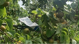梨树膨果期施肥要点与技巧