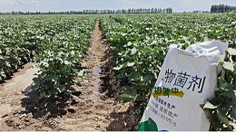 土壤盐碱化严重，微生物菌剂来缓解