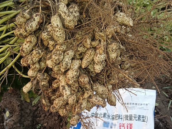 花生施肥-蔓叶钙镁肥