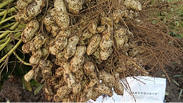 花生种植为什么要用钙镁肥