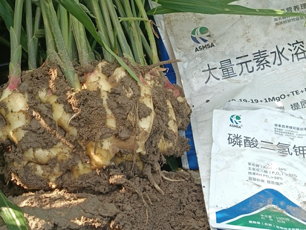 大姜种植-爱施蔓蔓叶水溶肥