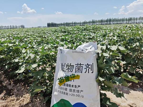 棉花施肥-蔓叶微生物菌剂