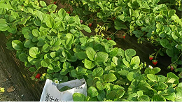 暖棚草莓用什么水溶肥才能品质更好？