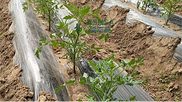 番茄缓苗期管理，筑牢高产根基