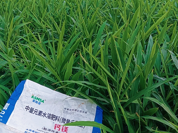 大姜施肥-蔓叶钙镁肥