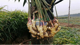 用了没效？中量元素水溶肥这样选