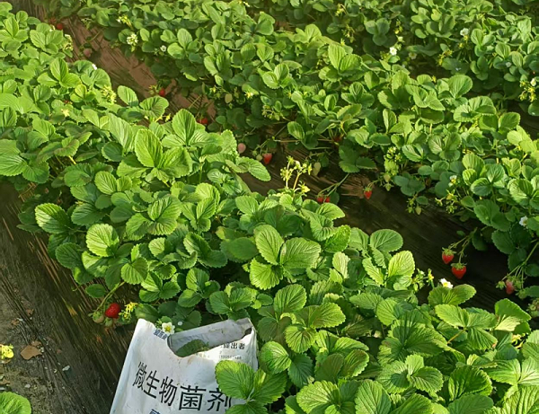 草莓种植-蔓叶微生物菌剂