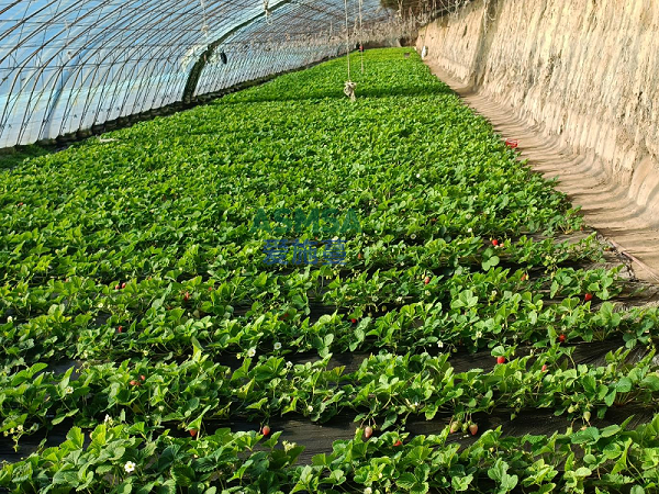 草莓种植-爱施蔓蔓叶水溶肥