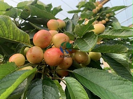 微生物菌剂效果不好，原来是使用方法不对