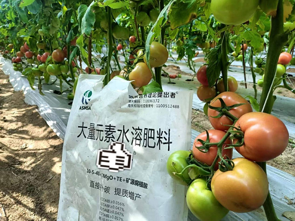 西红柿施肥-蔓叶大量元素水溶肥
