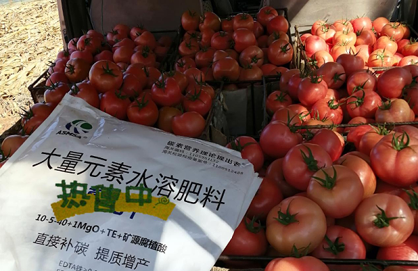 西红柿施肥-蔓叶大量元素水溶肥