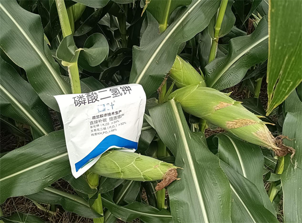 玉米种植-爱施蔓蔓叶磷酸二氢钾