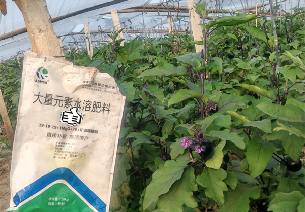 茄子施肥-爱施蔓蔓叶大量元素水溶肥