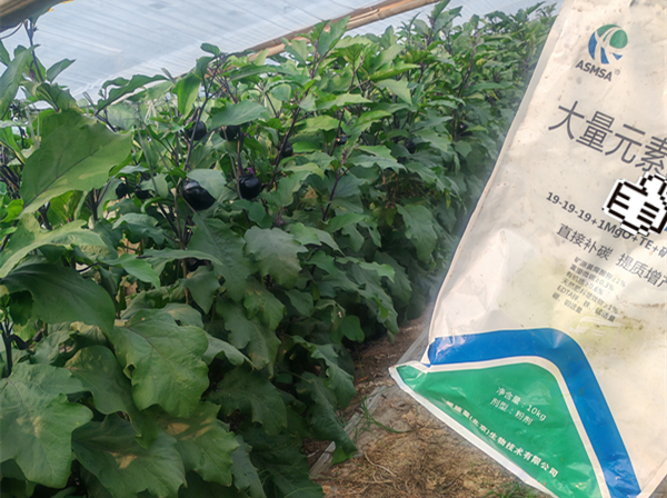 茄子施肥-爱施蔓蔓叶大量元素水溶肥