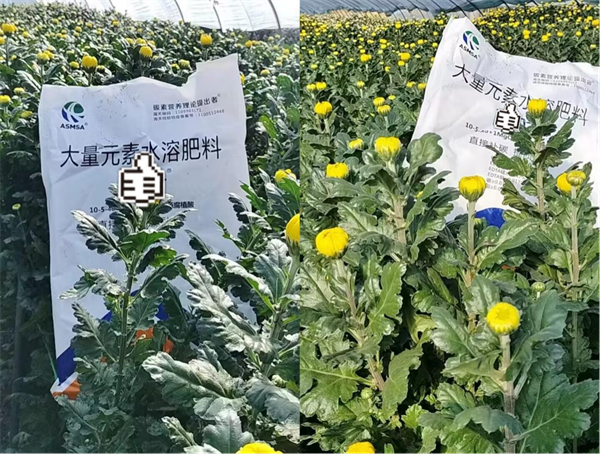 菊花种植-爱施蔓蔓叶大量元素水溶肥