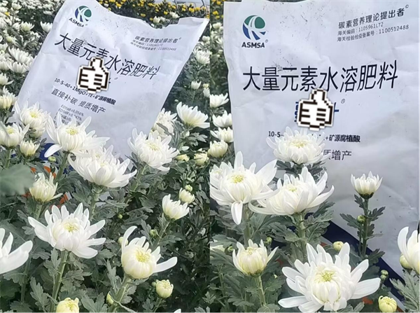 菊花种植-爱施蔓蔓叶大量元素水溶肥