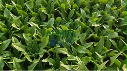 油麦菜种植用什么水溶肥品质更好？