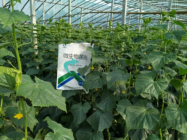 黄瓜施肥-蔓叶微生物菌剂
