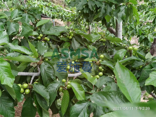 樱桃施肥-爱施蔓蔓叶水溶肥