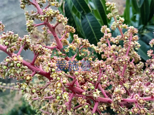 芒果施肥-爱施蔓蔓叶水溶肥