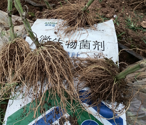 番茄施肥-爱施蔓蔓叶微生物菌剂