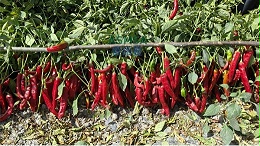 色素辣椒种植，膨果转色期管理