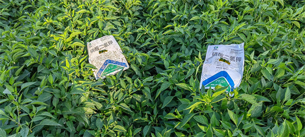 色素辣椒施肥-爱施蔓蔓叶水溶肥 