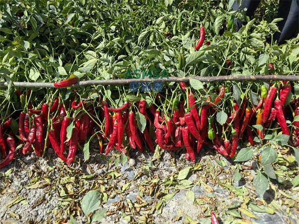 色素辣椒施肥-爱施蔓蔓叶水溶肥