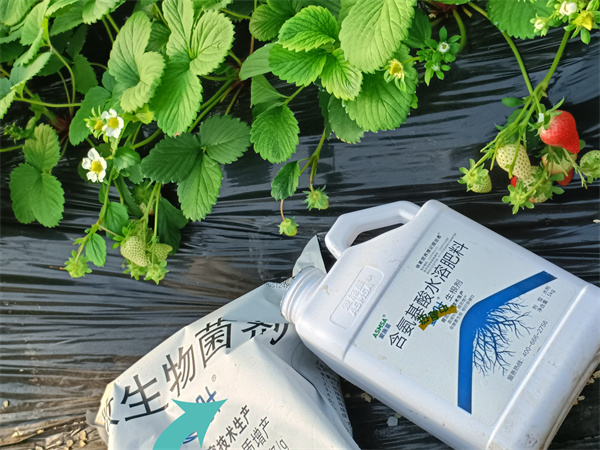 草莓施肥-爱施蔓蔓叶水溶肥 