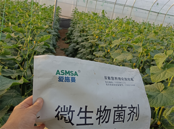 黄瓜施肥-爱施蔓蔓叶微生物菌剂