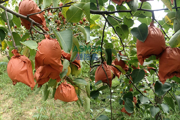 酥梨施肥-爱施蔓蔓叶水溶肥