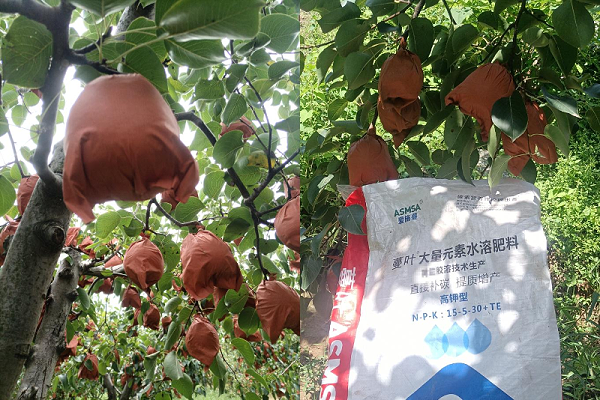 酥梨施肥-蔓叶颗粒水溶肥 酥梨施肥-蔓叶颗粒水溶肥