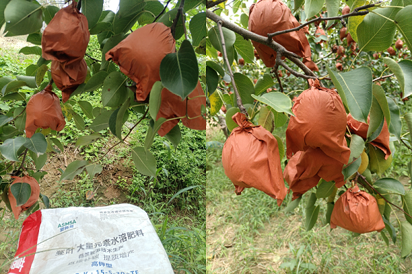 酥梨施肥-蔓叶颗粒水溶肥 酥梨施肥-蔓叶颗粒水溶肥