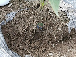 微生物菌剂选择哪家好