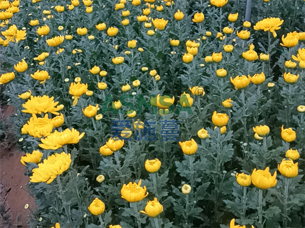 花卉施肥-爱施蔓蔓叶水溶肥