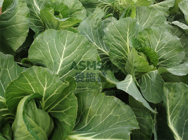 包菜施肥- 爱施蔓水溶肥.