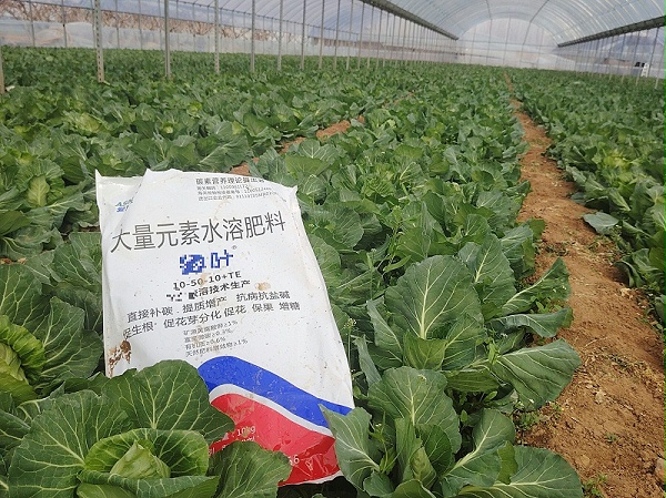 包菜施肥-爱施蔓水溶肥.