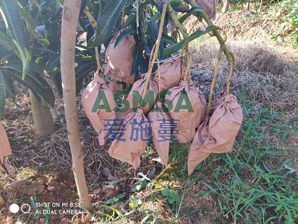 芒果施肥-爱施蔓蔓叶水溶肥