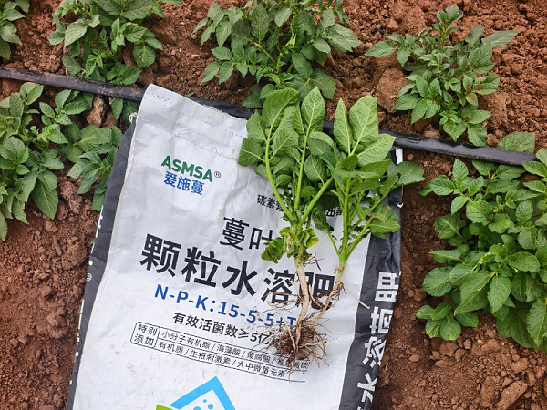 土豆施肥-蔓叶颗粒水溶菌肥