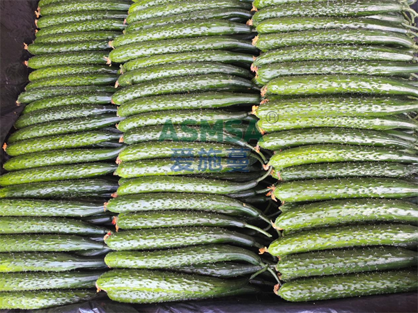 黄瓜施肥-爱施蔓蔓叶水溶肥