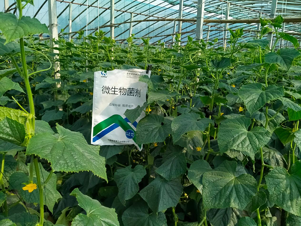 黄瓜施肥-蔓叶微生物菌剂